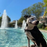 Amerikan Staffordshire Terrier, Köpek  Lucy fotoğrafı