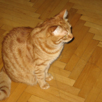 Sarman, Kedi  Saşa fotoğrafı