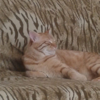 Sarman, Kedi  Saşa fotoğrafı
