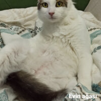 Norwegian Forest, Kedi  Oğluş fotoğrafı