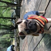 Pug, Köpek  Pasa  fotoğrafı