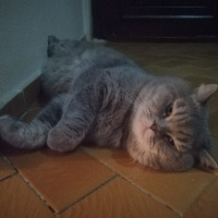 British Shorthair, Kedi  Duman fotoğrafı