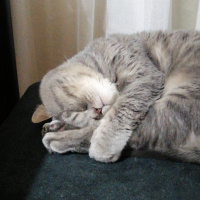 British Shorthair, Kedi  Duman fotoğrafı