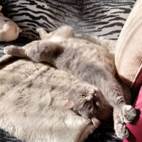 British Shorthair, Kedi  Duman fotoğrafı