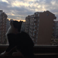 Tuxedo (Smokin) Kedi, Kedi  milka fotoğrafı