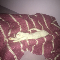 Van Kedisi, Kedi  Hera fotoğrafı