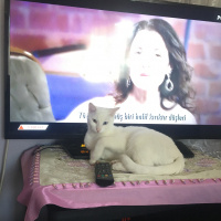 Van Kedisi, Kedi  Hera fotoğrafı