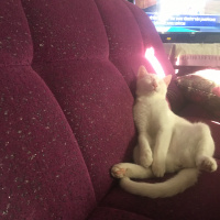 Van Kedisi, Kedi  Hera fotoğrafı