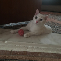 Van Kedisi, Kedi  Hera fotoğrafı