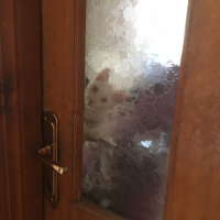 Van Kedisi, Kedi  Hera fotoğrafı