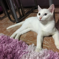 Van Kedisi, Kedi  Hera fotoğrafı