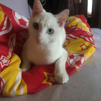 Van Kedisi, Kedi  Hera fotoğrafı