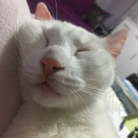 Van Kedisi, Kedi  Hera fotoğrafı
