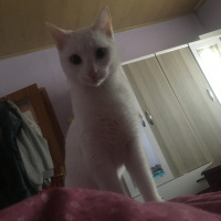 Van Kedisi, Kedi  Hera fotoğrafı