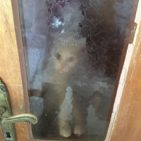 Van Kedisi, Kedi  Hera fotoğrafı