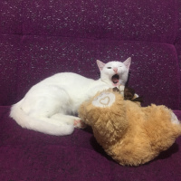Van Kedisi, Kedi  Hera fotoğrafı