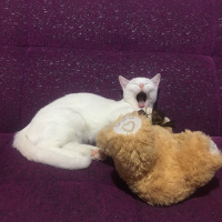 Van Kedisi, Kedi  Hera fotoğrafı