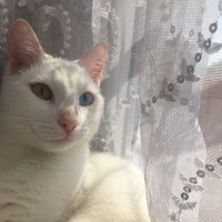 Van Kedisi, Kedi  Hera fotoğrafı