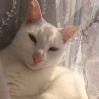 Van Kedisi, Kedi  Hera fotoğrafı