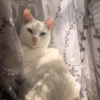 Van Kedisi, Kedi  Hera fotoğrafı