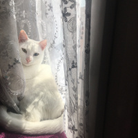 Van Kedisi, Kedi  Hera fotoğrafı