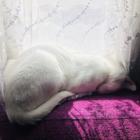 Van Kedisi, Kedi  Hera fotoğrafı