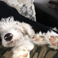 Maltese, Köpek  Pati fotoğrafı