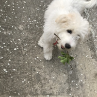 Maltese, Köpek  Pati fotoğrafı