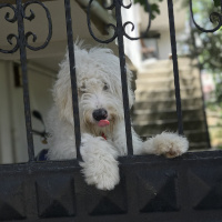 Maltese, Köpek  Pati fotoğrafı