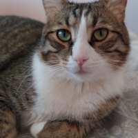 Tekir Kedi, Kedi  Şanslı fotoğrafı