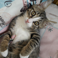 Tekir Kedi, Kedi  Şanslı fotoğrafı