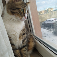 Tekir Kedi, Kedi  Şanslı fotoğrafı