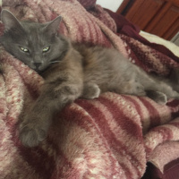 Nebelung, Kedi  Cesi fotoğrafı