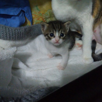 Tekir Kedi, Kedi  Prenses fotoğrafı