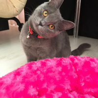British Shorthair, Kedi  Mia fotoğrafı