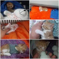 Tekir Kedi, Kedi  Pakize fotoğrafı