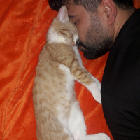 Tekir Kedi, Kedi  Pakize fotoğrafı