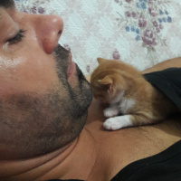 Tekir Kedi, Kedi  Pakize fotoğrafı
