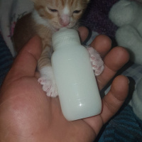 Tekir Kedi, Kedi  Pakize fotoğrafı