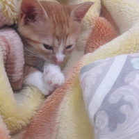 Tekir Kedi, Kedi  Pakize fotoğrafı