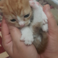 Tekir Kedi, Kedi  Pakize fotoğrafı