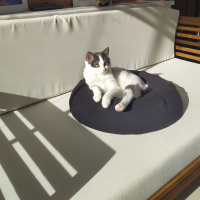 Tekir Kedi, Kedi  Gümüş fotoğrafı