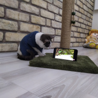 Tekir Kedi, Kedi  Gümüş fotoğrafı