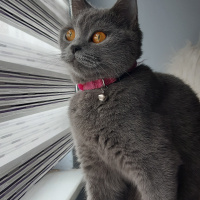 British Shorthair, Kedi  Lily fotoğrafı