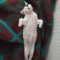 Van Kedisi, Kedi  Minik fotoğrafı