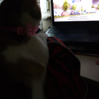 Tekir Kedi, Kedi  Jiji fotoğrafı