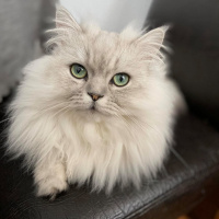 Chinchilla, Kedi  Poffy fotoğrafı