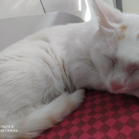 Tekir Kedi, Kedi  Pati fotoğrafı