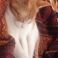 Tekir Kedi, Kedi  Efes fotoğrafı