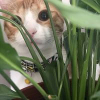 Tekir Kedi, Kedi  Efes fotoğrafı